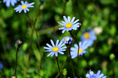 Blue daisies on a green meadow in the summer.の写真素材