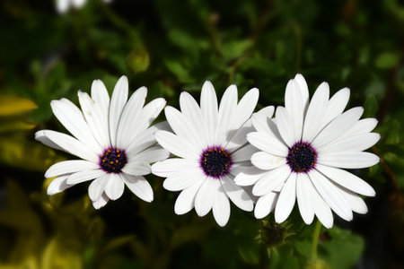 White daisy flowers in the garden. Shallow depth of field.の写真素材