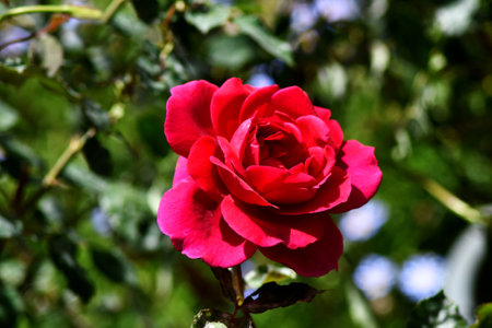 Beautiful red rose on a background of green foliage in the gardenの写真素材