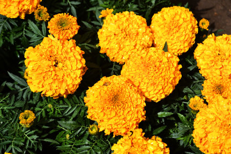 Orange marigold flowers in the garden. Marigold flower backgroundの写真素材