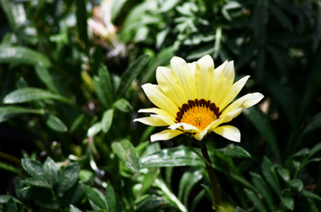 Close up of a yellow Gazania flower with green leaves in the backgroundの写真素材