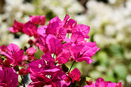 Pink bougainvillea flowers in the garden, Thailand.の写真素材