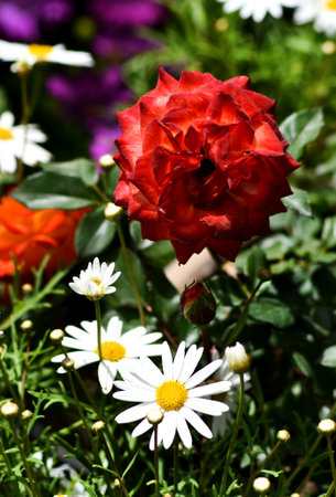Red rose and daisies on a flowerbed in the gardenの写真素材