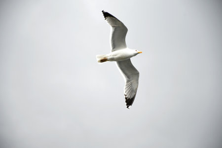 Seagull flying in the sky, Seagull flying in the skyの写真素材