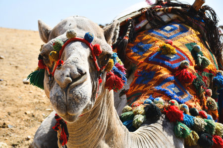 Camel in the desert of Egypt, closeup of photo.の写真素材