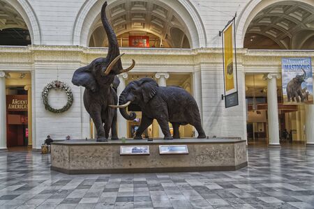 Chicago,USA- November 30,2015:  Elephant display at the main hall of The Field Museum of Natural History  interior viewのeditorial素材