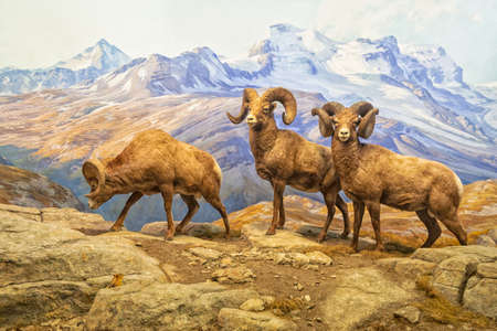 Bighorn Sheep Diorama in Hall of North American Mammals  in American Museum of natural historyのeditorial素材
