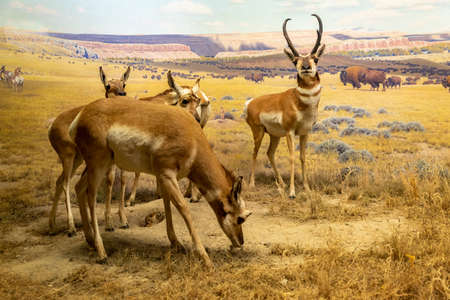 pronghorn Diorama in Hall of North American Mammals  in American Museum of natural historyのeditorial素材
