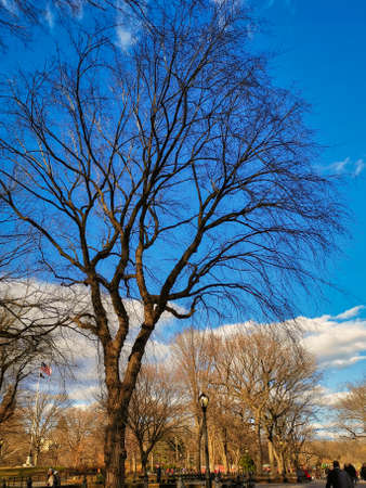 The central park, New York city daylight view showing trees and clouds in the skyの写真素材