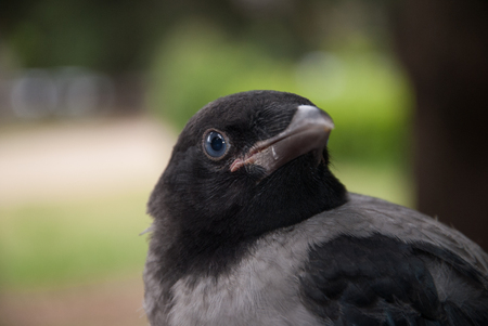 Close up photo of a free dove looking straight ahead with blue eyes, Rome, Italy, 2013のeditorial素材