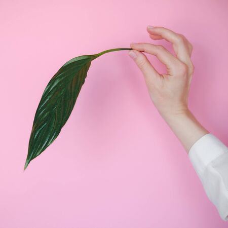 hand on a pink background holding a green leafの写真素材
