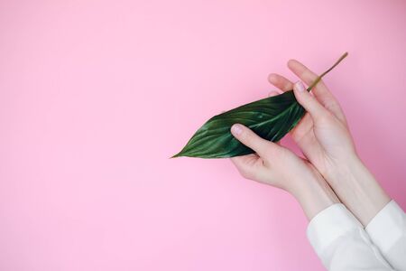 hands holding a green leafの写真素材