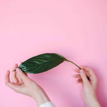 hands on a pink background holding a green leafの写真素材