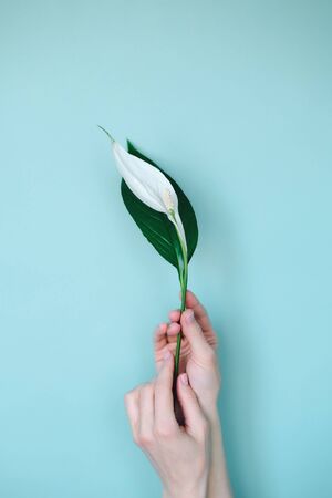 hand holding a white and green flower on a turquoise backgroundの写真素材