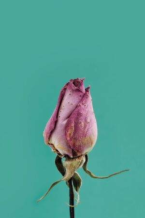 burgundy wilted rose on a turquoise backgroundの写真素材