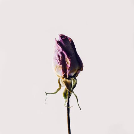 withered rose on a white backgroundの写真素材