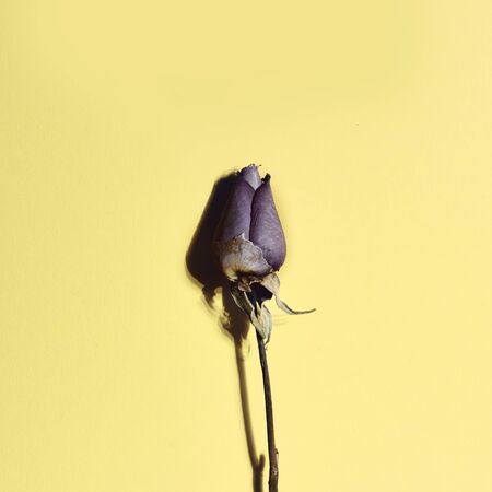 withered rose on a yellow backgroundの写真素材
