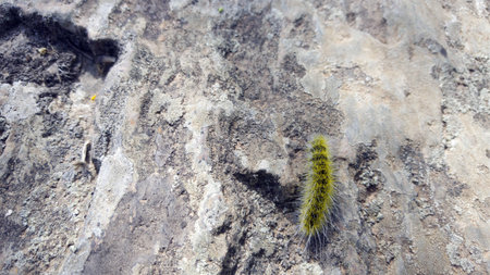 Yellow hairy caterpillar insect, worm on a rock in macro close up shot.