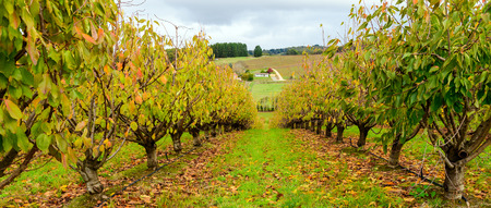 Autumn trees in the orchard, South Australiaの写真素材
