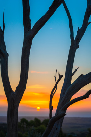 Dried tree in the desert at sunset. Shallow DOFの写真素材