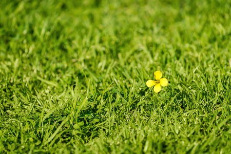 One small yellow flower in the grass. Shallow DOFの写真素材