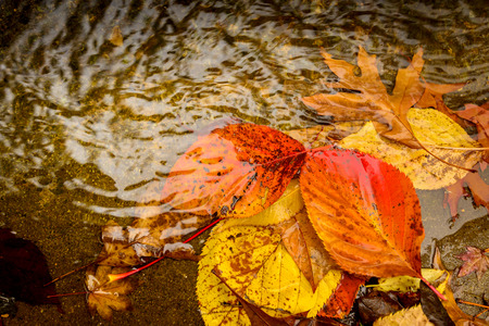 Coloured autumn leaves in the puddle in warm tonesの写真素材