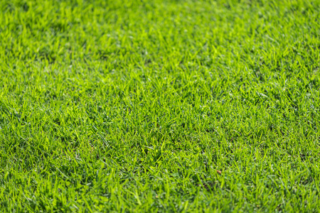 Fresh green grass. Shallow DOFの写真素材