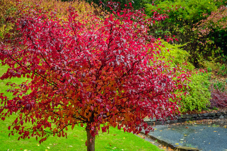Tree with red autumn leaves under rain in parkの写真素材