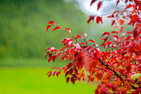 Red autumn leaves under the rainの写真素材
