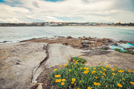 Fresh flowers at North Bondi Rocks with Bondi Beach view. Cross processing effect appliedの写真素材