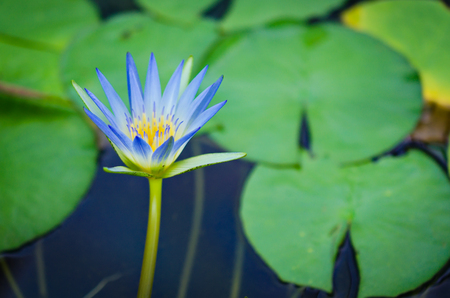 Water Lily flower closeup in the pondの写真素材