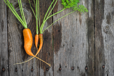 Trendy and ugly organic baby carrot from home garden on barn wood table.の写真素材