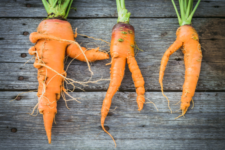 Trendy ugly organic carrot from home garden on barn wood table, australian grownの写真素材