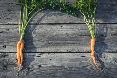 Trendy ugly organic baby carrot from home garden bed on barn wood table, Australian grown. Color-toning effect applied.の写真素材