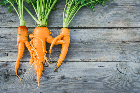 Trendy ugly organic carrot from home garden bed on barn wood table, Australian grown. Color-toning effect applied.の写真素材