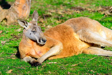 Lazy australian kangaroo sleeping on the groundの写真素材