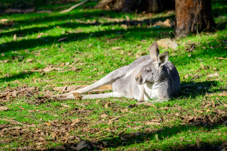 Lazy australian kangaroo sleeping on the groundの写真素材
