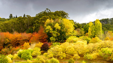 Colourful autumn trees in Adelaide Hills, South Australiaの写真素材