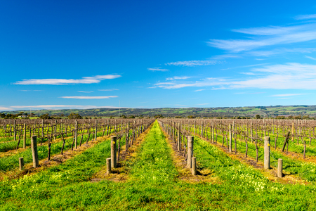 Grape vines in McLaren Vale, South Australia.の写真素材