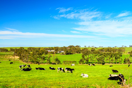 Cows grazing on a daily farm in rural South Australiaの写真素材