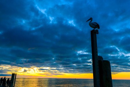 Pelican sitting on the pole near Glenelg Beach at sunset, South Australiaの写真素材