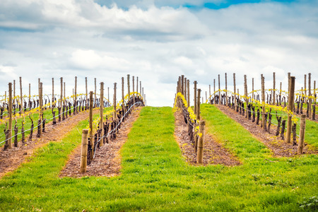 Picturesque autumn wine valley in Adelaide Hills region, South Australiaの写真素材