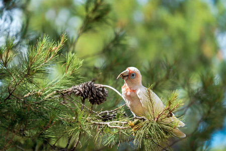 Australian white cockatoo sitting on tree and eating fir-coneの写真素材