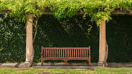 Wooden vintage bench with green vines on the backgroundの写真素材