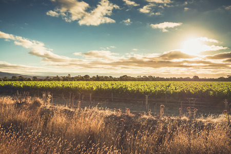 McLaren valley vineyards at sunset, South Australiaの写真素材