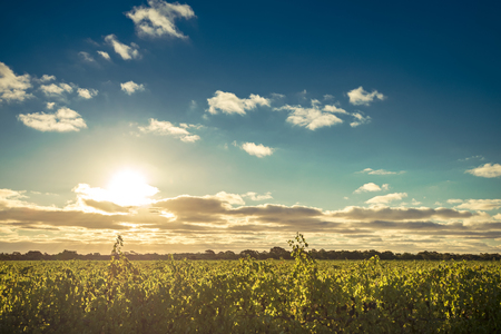 McLaren valley vineyards at sunset, South Australiaの写真素材