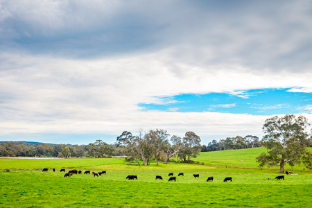 Grazing cows on a daily farm in Adelaide Hills, South Australiaの写真素材