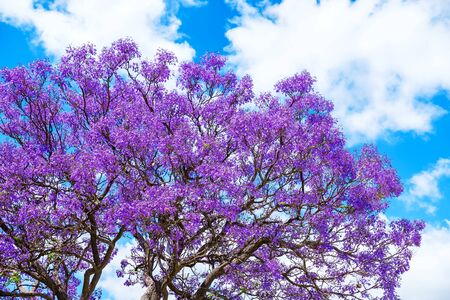 Jacaranda tree blossoms under blue sky in Adelaide, South Australiaの写真素材