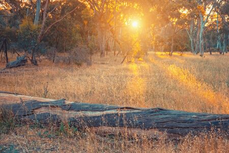 Sunset viewed through Eucalyptus trees with dried log on foreground, South Australianの写真素材