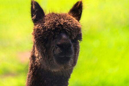 Llama grazing on a daily farm in rural South Australia during winter seasonの写真素材